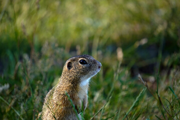 Ground squirrel close-up. Nature wildlife. Grass habitat. Outdoor animal.

