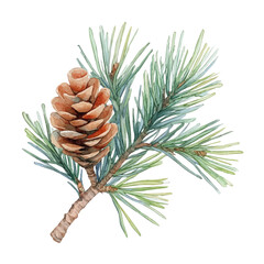 A Pine Plant, watercolor vector, isolated on a white background.