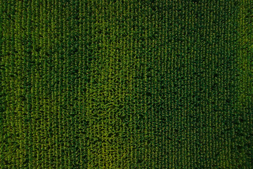 Aerial top down view of a dense green cornfield with perfect rows and vibrant summer colors.