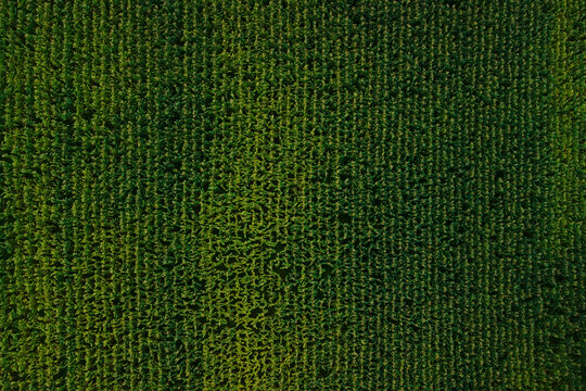 Aerial top down view of a dense green cornfield with perfect rows and vibrant summer colors.