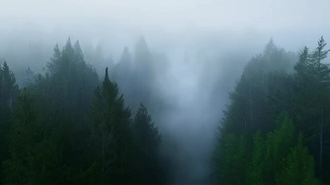 Foggy Forest Trees with Atmospheric Mist and Green Foliage