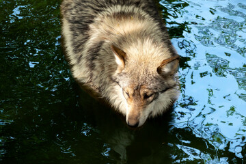 This Mexican Wolf at our local zoo found a cooling water pond to get a drink and to hide from the summer heat.