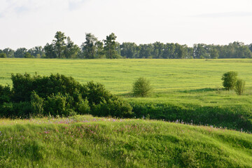 A serene landscape of a green field with trees under a clear white sky
