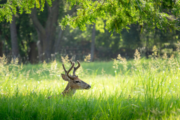This white tail buck with velvet antlers found a cool shady spot in this open meadow and trees to...