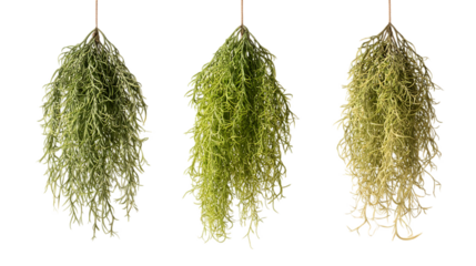 Three hanging Spanish moss plants, varying in shades of green.