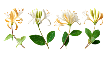 Five Honeysuckle flowers in various stages of bloom.