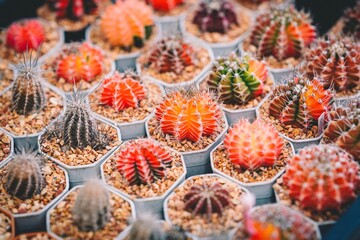 Colorful cactus