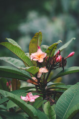 Frangipani Flowers that are fading with time