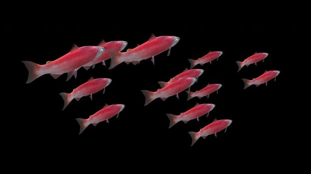 Sockeye Salmon - Group of 12 Fishes - Swim Loop - Back Side Angle Close Up View - Alpha Channel - Realistic cinematic naturalistic 4K UHD HD 3D animation isolated on transparent background
