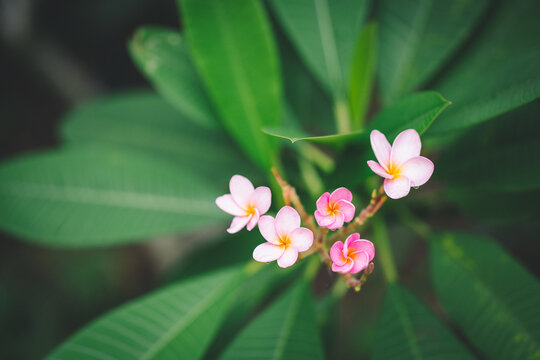 The pink Frangipani, Plumeria, Temple Tree, Graveyard Tree