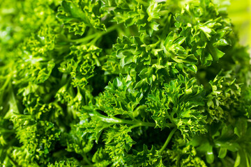 Organic Raw Green Curly Parsley Sprigs