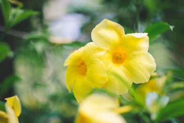 Golden Trumpet, 