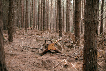 Tree, fallen pine branches in a forest