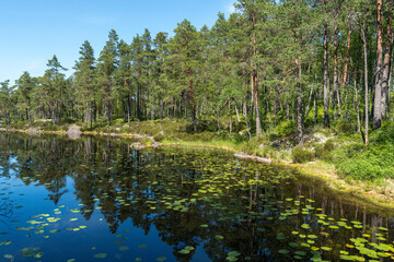 Fototapete bei efototapeten.de bestellen   
