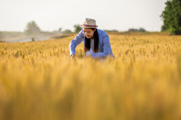 Thai Woman Farmer Checking Wheat Quality in Golden Field