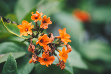 Geiger Tree, Cordia sebestenad