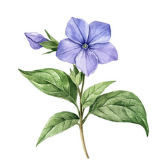 Fototapeta premium watercolor vector of A Periwinkle Plant, isolated on a white background.