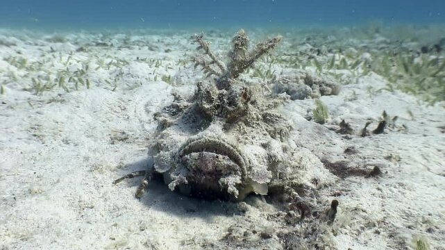 Captured in the Red Sea, a stonefish lies perfectly still on the sandy bottom, showcasing its incredible camouflage abilities. Truly a master of disguise in its underwater world.