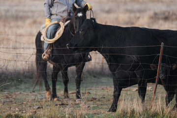 Western industry working cattle ranch scene with cowboy horseback moving black angus cow.
