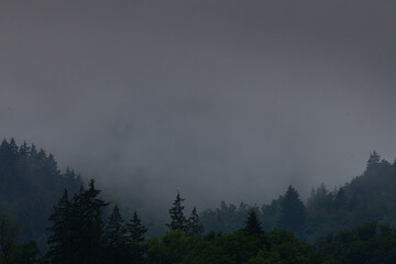 nebliger Wald