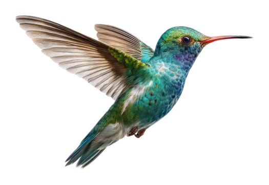 PNG Blue green hummingbird flying photography colorful wildlife.