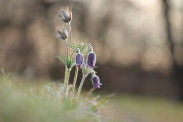 fiore di anemone pulsatilla al tramonto in primavera