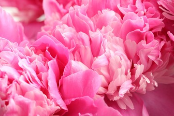 Bouquet of beautiful peonies as background, closeup