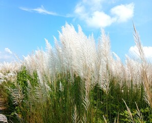 Blooming Kans Grass (Saccharum spontaneum) Under a Bright Blue Sky – Symbol of Bengali Autumn Season