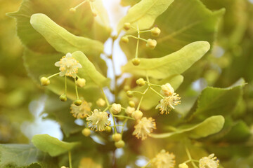 Linden tree branch with leaves and blooming flowers outdoors, closeup