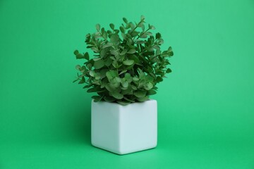Beautiful plant in white pot on green background