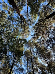 Obraz premium trees and sky