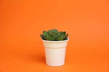 Green plant in white pot on orange background
