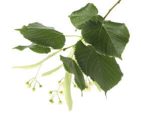 Linden branch with beautiful flowers and leaves isolated on white