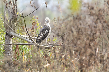 Changeable Hawk Eagle