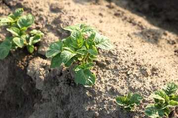 Green potato sprouts growing in fertile soil outdoors, closeup