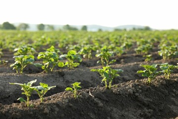 Rows of green potato sprouts growing in fertile soil outdoors, closeup