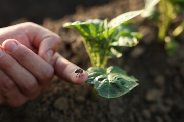 Man holding small colorado beetle outdoors, closeup