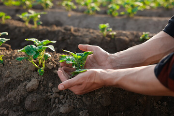 Man planting potato seedling in soil outdoors, closeup