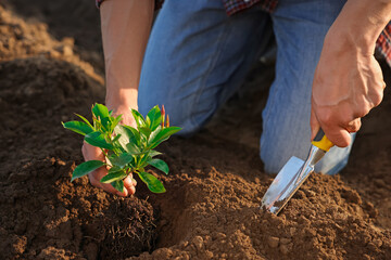 Man planting seedling in soil outdoors, closeup