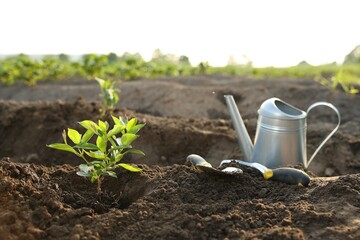 Green seedling in planting hole and gardening tools on soil outdoors