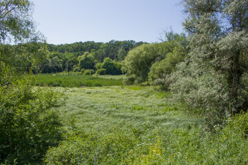 A grassy field with trees in the background