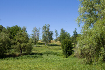 Obraz premium A grassy area with trees and bushes