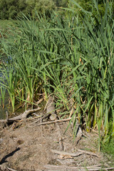 A close-up of some plants