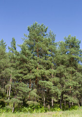Fototapeta premium A group of trees in a forest