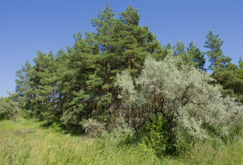 Obraz premium A group of trees in a field