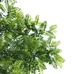 Beautiful tree branches with green leaves isolated on white, bottom view
