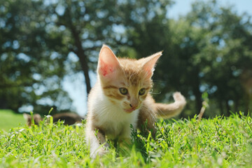 Cute kitten in summer grass yard exploring outside.