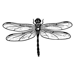 Dragonfly engraving black and white outline. Scratch board imitation.  illustrated in vintage line art style on a white background.