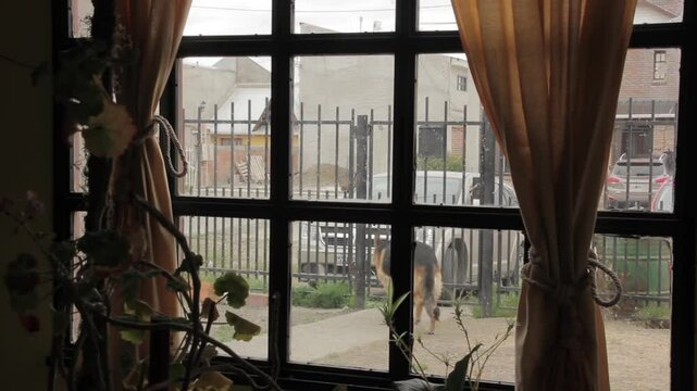 German Shepherd Walking in Front Yard Seen From Living Room Window in Rio Gallegos, Argentina 
