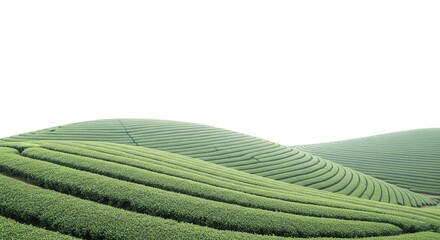 green tea field